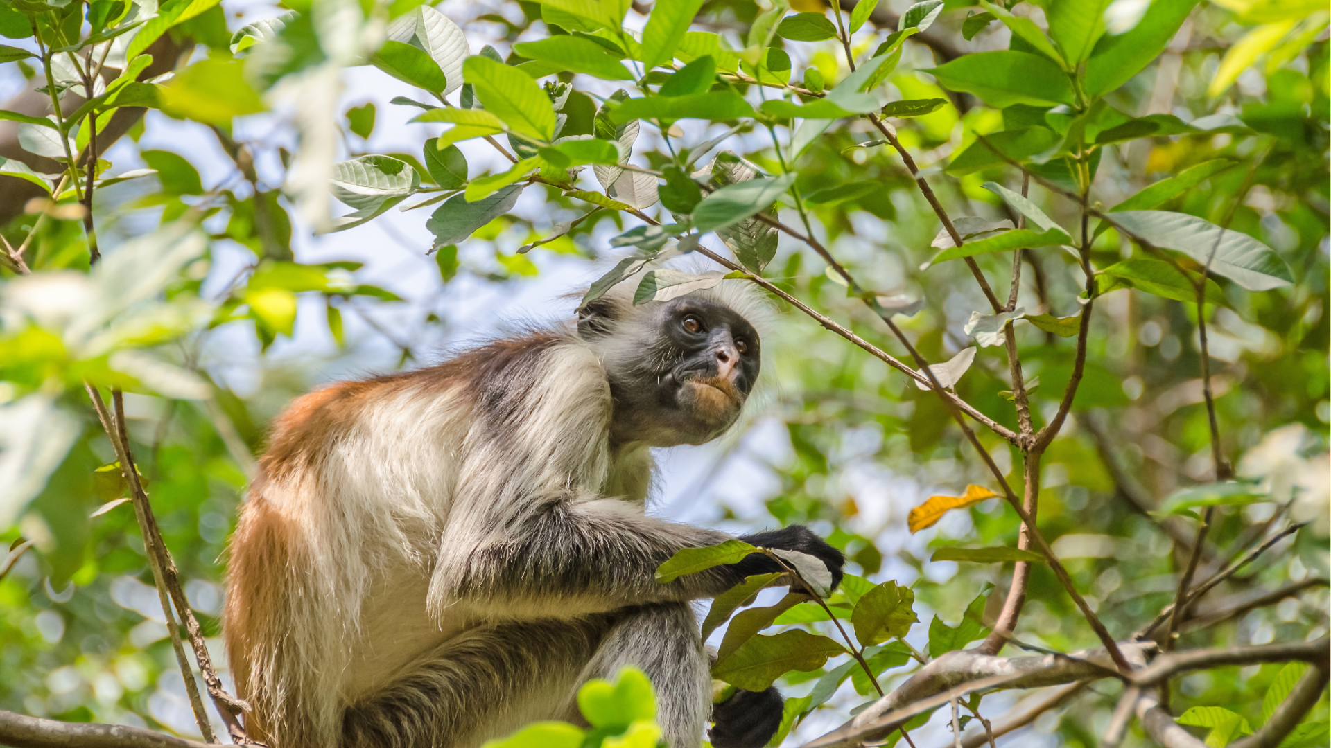 Randonnées à Zanzibar