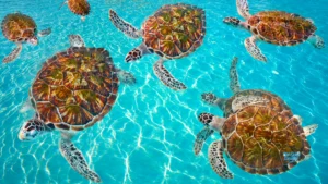Tortues marine à Zanzibar